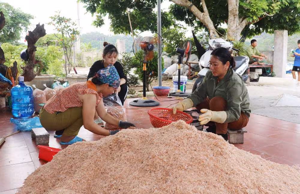 Mùa moi biển Ngọc Vừng: Hương vị mặn mòi từ đại dương