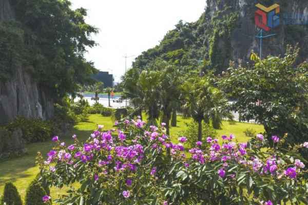 Vẻ đẹp rực rỡ của các loài hoa mùa hạ bên bờ vịnh Hạ Long