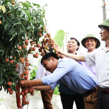 Vải chín sớm Phương Nam: Hành trình nâng tầm thương hiệu nông sản VietGAP