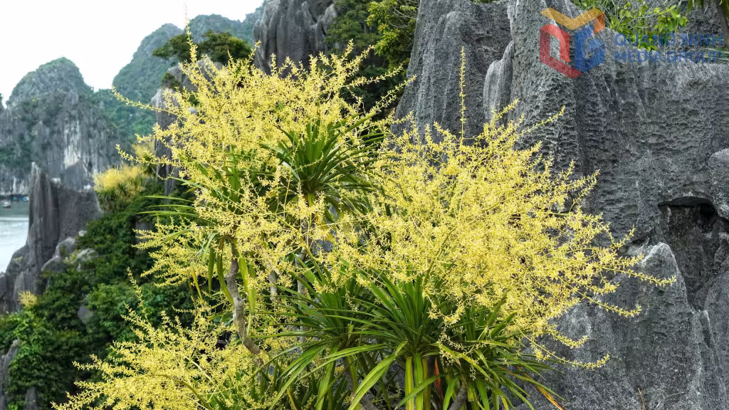 Phất dụ núi: Biểu tượng sức sống mãnh liệt giữa lòng vịnh Hạ Long