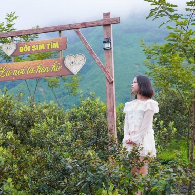 Kinh nghiệm khám phá Đồi Sim Mã Thầu Sơn: Thiên đường tím giữa lòng Quảng Ninh