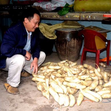 Củ cải Phạt Chỉ: Tinh hoa ẩm thực giữa ngàn mây Bình Liêu