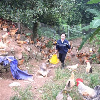 Gà bản Đầm Hà: Đặc sản gà leo cây trứ danh vùng đất Quảng Ninh