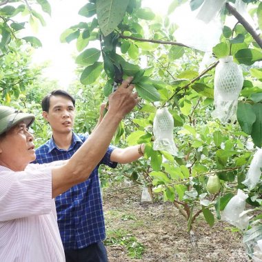 Ổi Hoành Bồ Quảng Ninh: Hành Trình Từ Giống Cây Ngoại Đến Đặc Sản OCOP 3 Sao