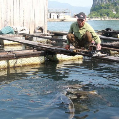 Cá Giò Vân Đồn: Đặc Sản Biển Khơi Đậm Đà Giá Trị Dinh Dưỡng