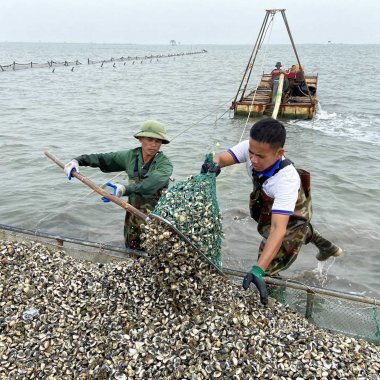 Ngao trắng Hải Hà: Đặc sản trứ danh từ bãi triều Quảng Ninh và giá trị kinh tế bền vững