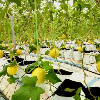 Dưa lưới Quảng Tân: Tiêu chuẩn vàng từ mô hình nông nghiệp công nghệ cao