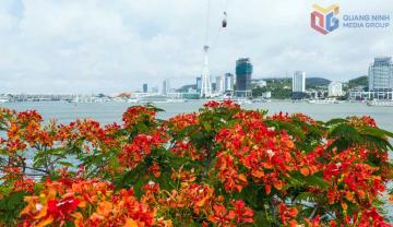 Vẻ đẹp rực rỡ của các loài hoa mùa hạ bên bờ vịnh Hạ Long
